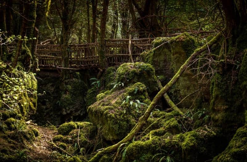 Hutan Puzzlewood