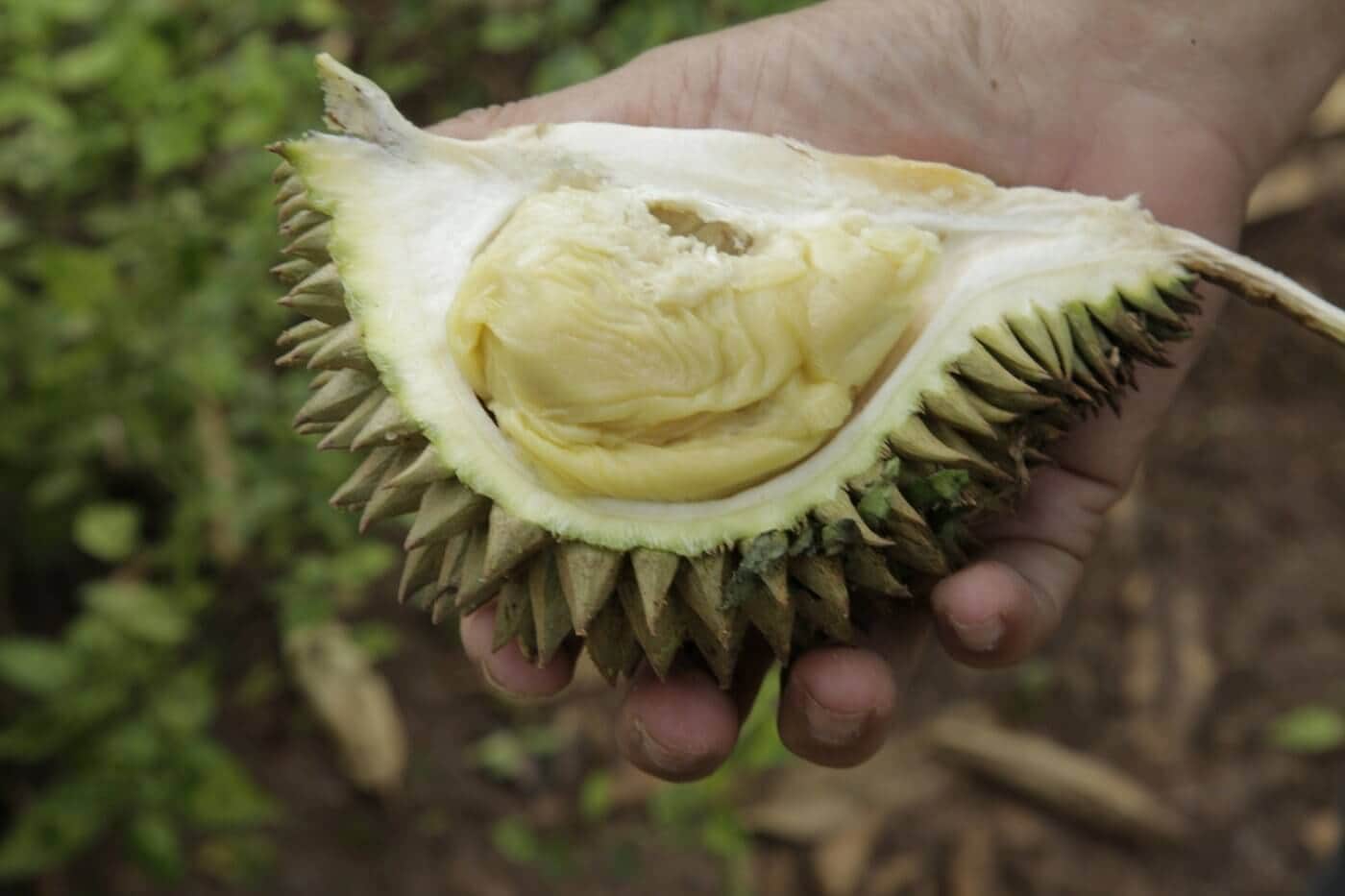 Sahara Durian Farm