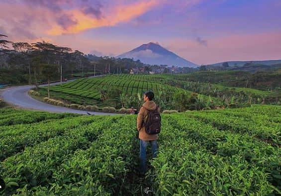  Kebun Teh Kayu Aro