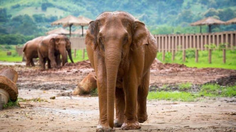 Elephant Nature Park