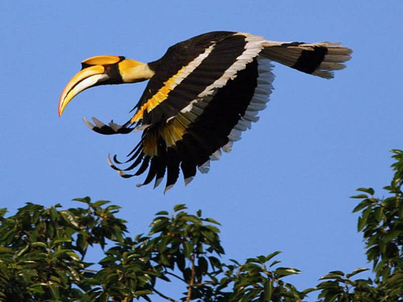 Menakjubkan 7 Taman Nasional Untuk Melihat Burung Endemik 