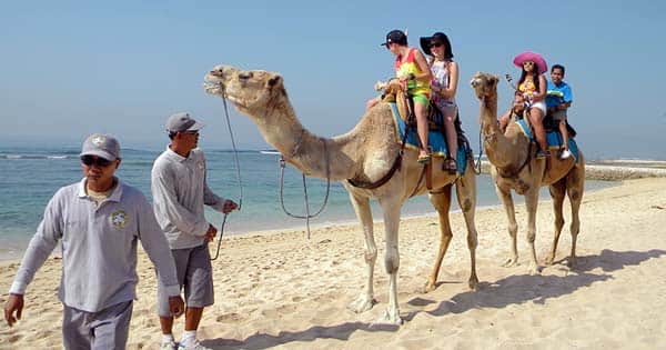 Camel Safari Pantai Sawangan Nusa Dua