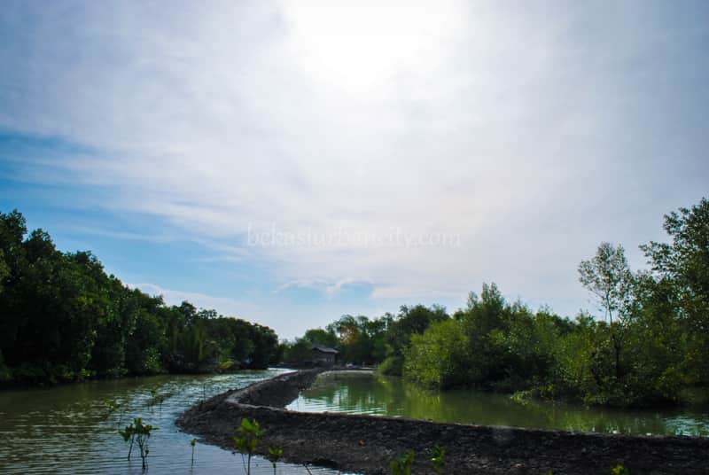 Ekowisata Mangrove Muara Gembong