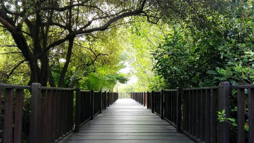 hutan mangrove wonorejo surabaya