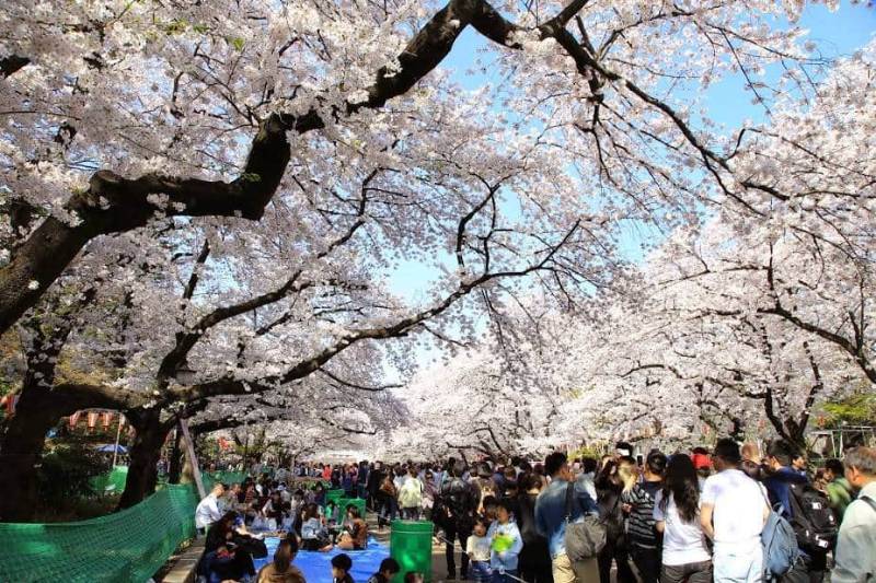 Taman Bunga Sakura