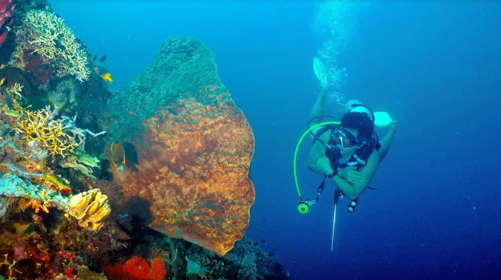  Taman Laut Olele