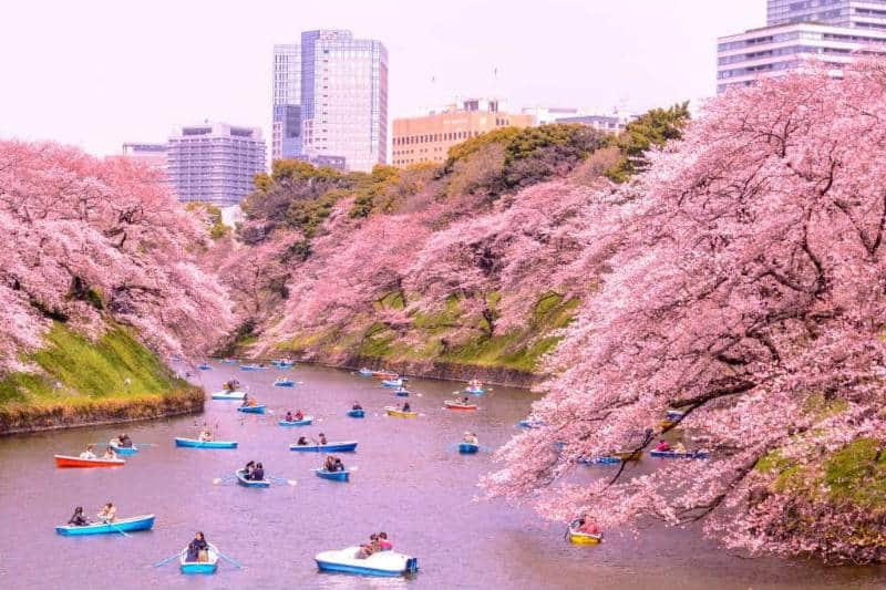 festival hanami japan