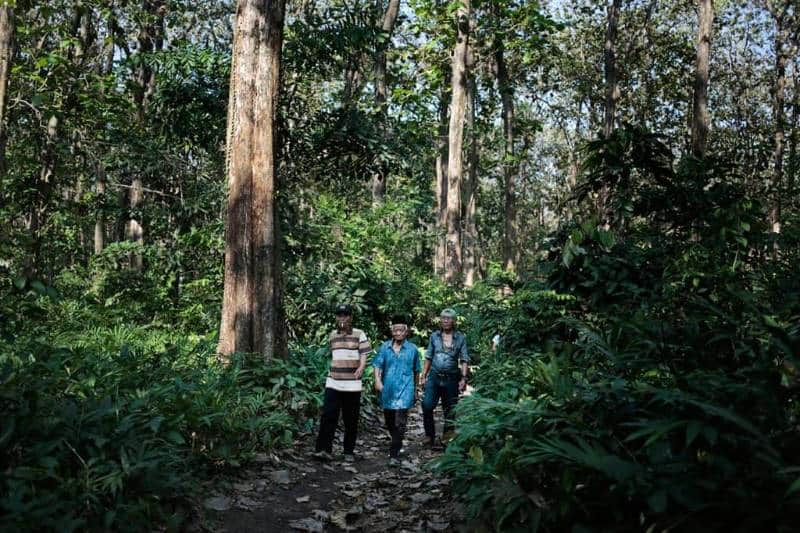 hutan jati petak 45f