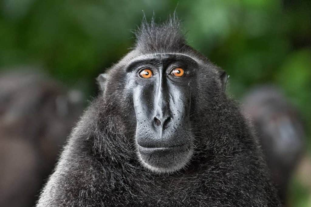  Taman Nasional Tangkoko