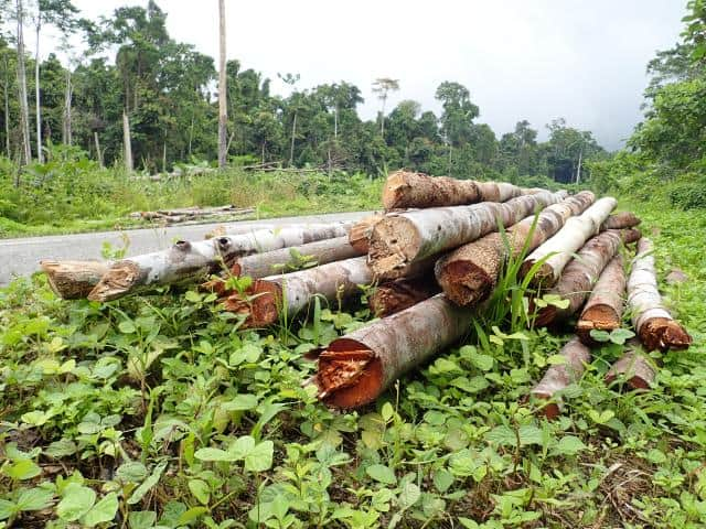 penebangan hutan