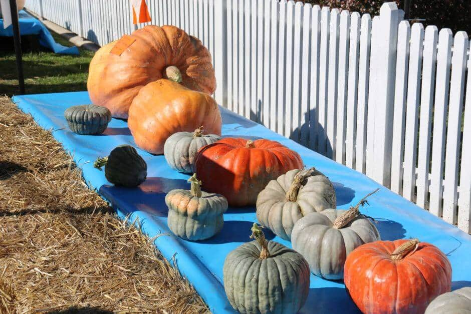  Collector Pumpkin Festival