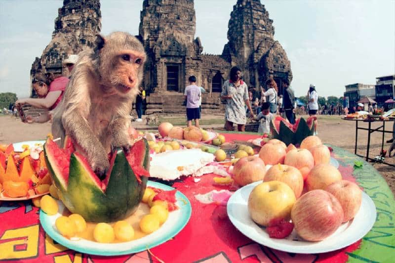 festival monkey buffet