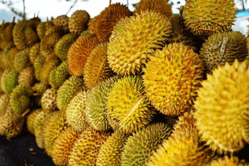 Festival of Durian