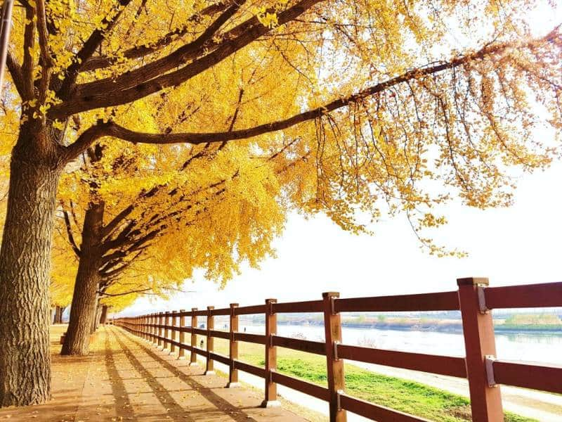  Gingko Tree Road Avenue