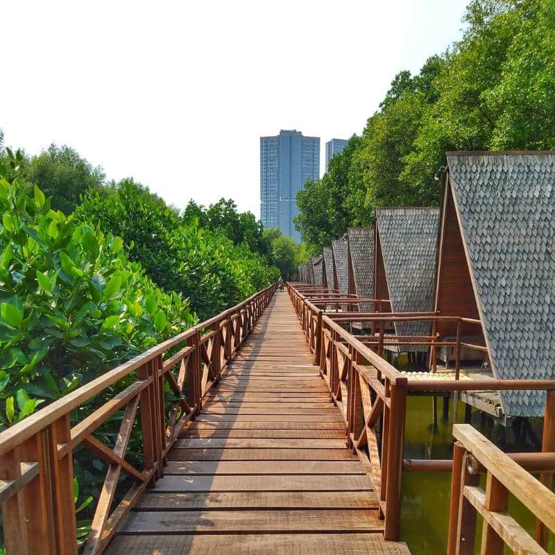 hutan mangrove pantai indah kapuk