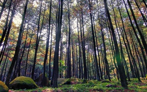 hutan pinus gunung pancar