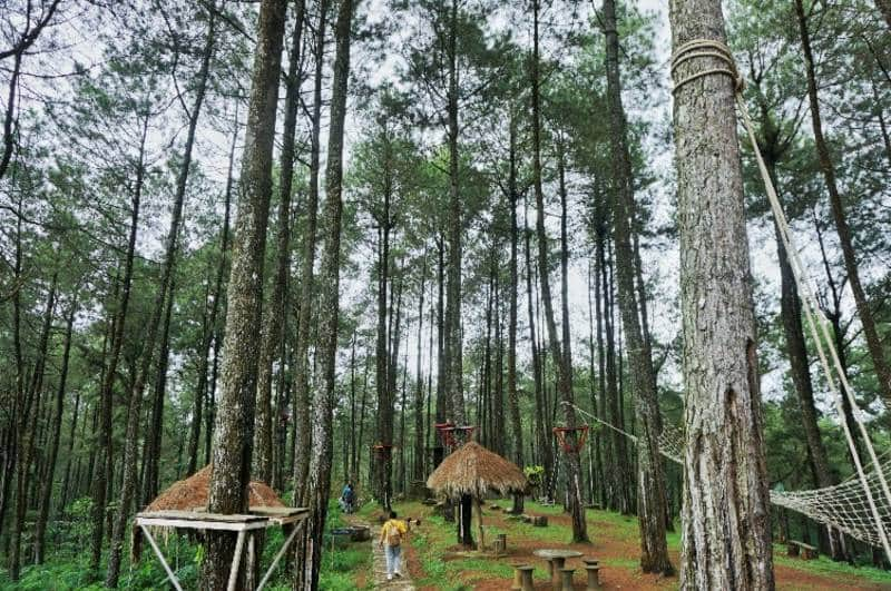 Rindang Dan Sejuknya 10 Hutan Wisata di Indonesia Bikin Betah