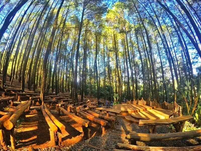 Rindang Dan Sejuknya 10 Hutan Wisata Di Indonesia Bikin Betah