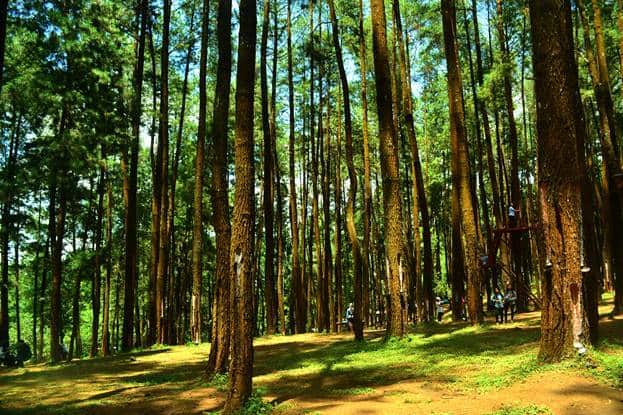 Hutan Pinus Nongko Ijo
