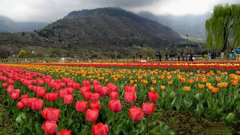 indira gandhi tulip garden