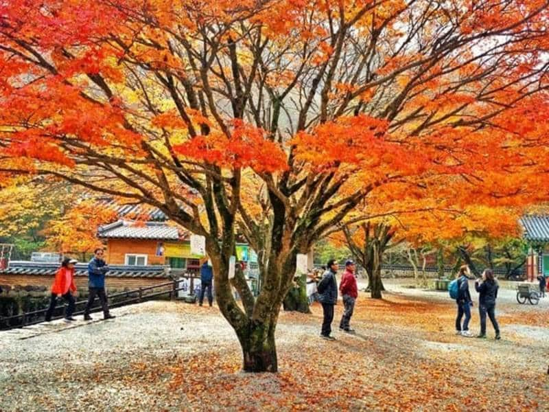 naejangsan national park