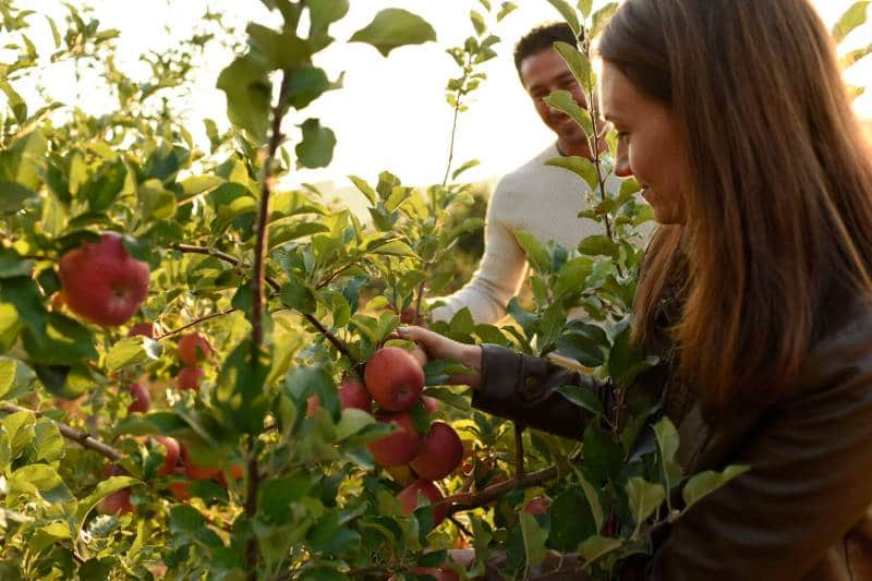 national apple harvest festival