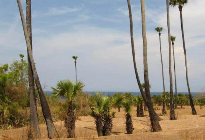 Padang Pasir di Indonesia 