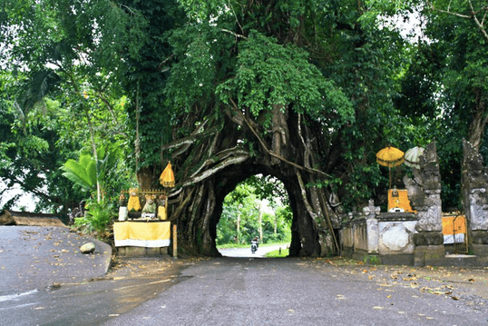 Pohon Bunut Bolong