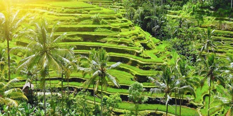 tegalalang ubud