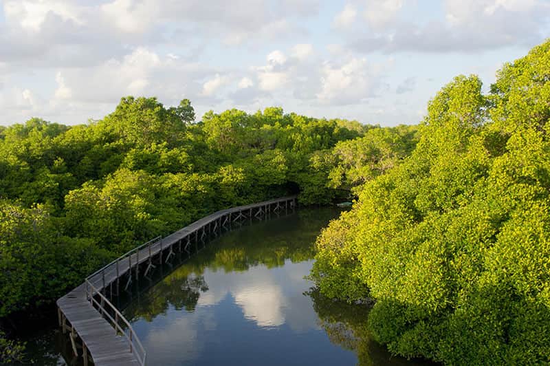 Mangrove Broadwalk