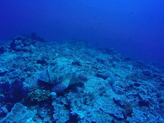 Deep Turbo Nusa Tenggara Barat