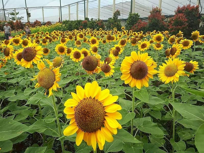 kebun bunga matahari sky garden