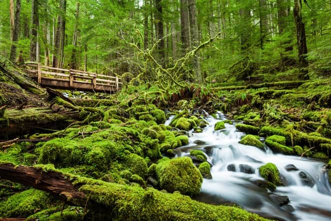 olympic national park