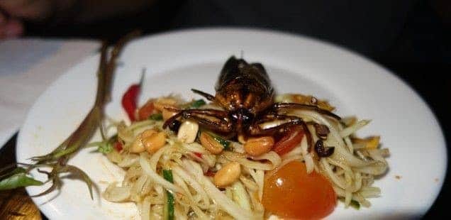  Salad Pepaya dan Kumbang Air Raksasa