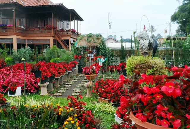 Taman Bunga Begonia