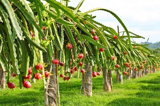 wisata petik buah naga