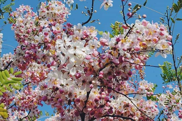 bunga sakura sumba