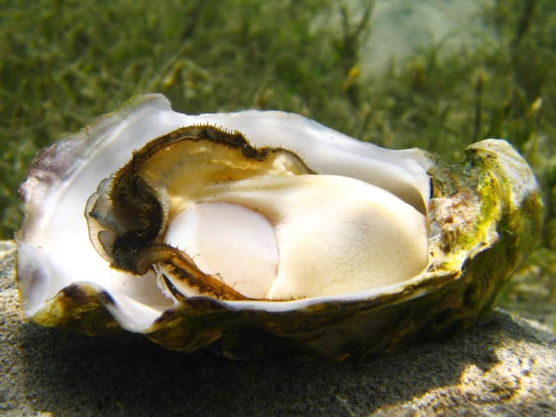 Coffin Bay King Oyster