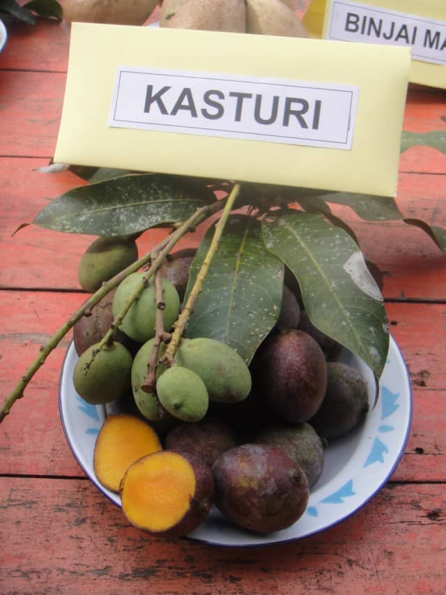  Buah Kasturi