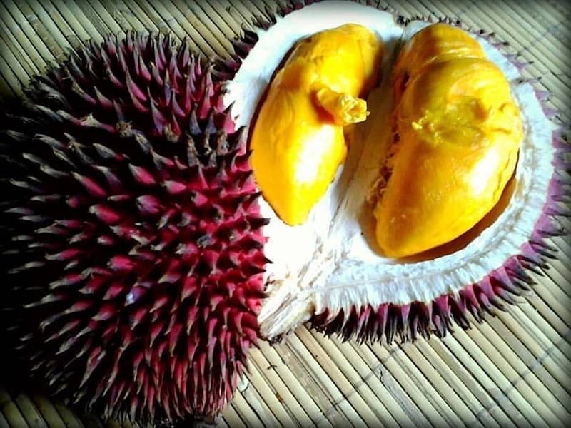 Buah langka di Kalimantan