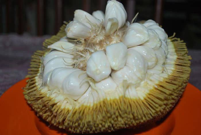 Buah Tarap