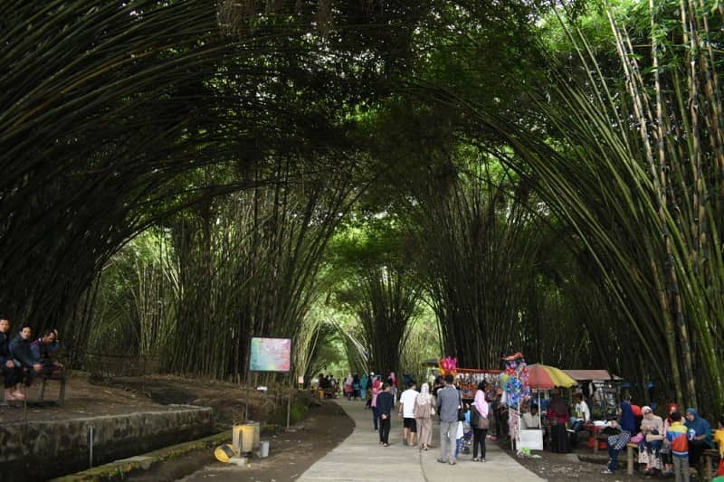 hutan bambu lumajang