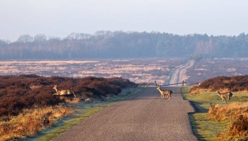 Hoge Veluwe National Park