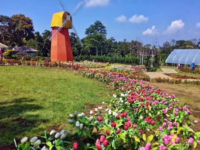 Taman Bunga Celosia