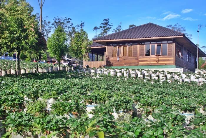  Kebun Strawberry Emte Highland Resort