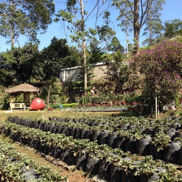 Natural Resto and Strawberry Land