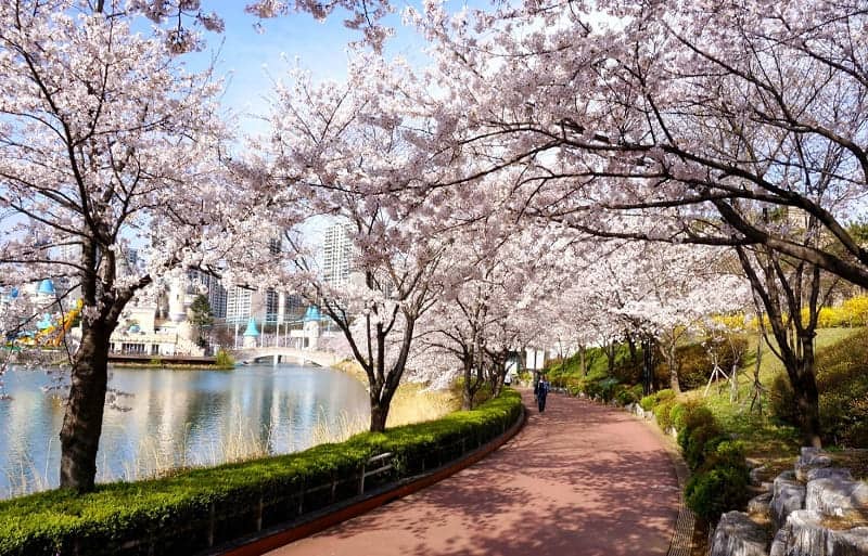  Seokchon Lake Cherry Blossom