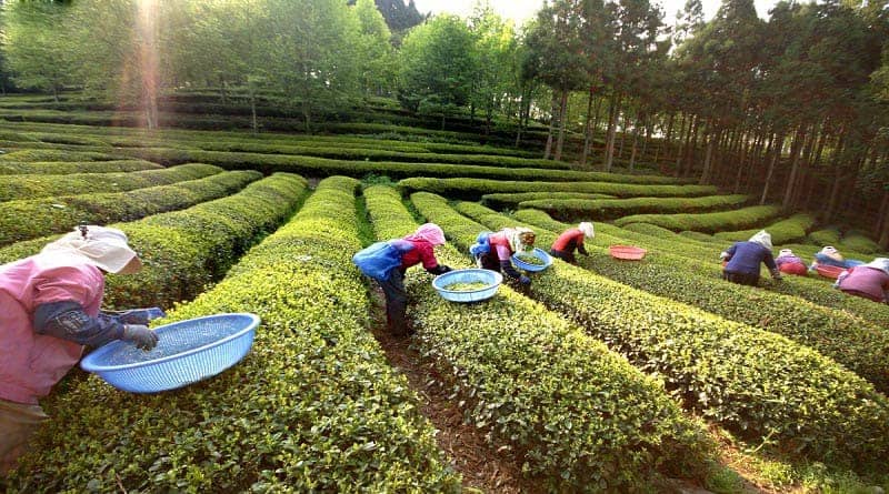 Boseong Green Tea Festival