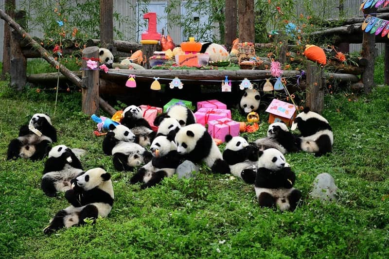 Giant Panda Breeding Research Base