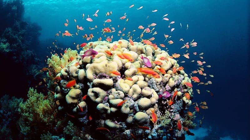 great barrier Reef Australia 